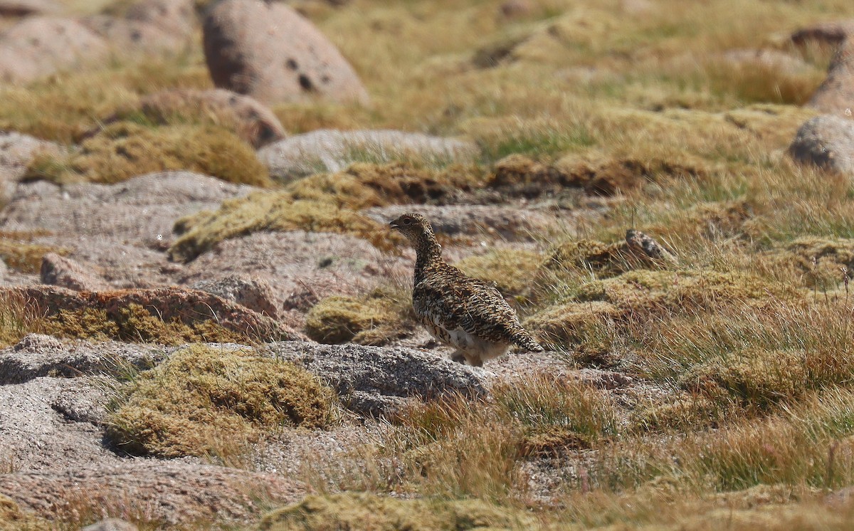 Rock Ptarmigan - ML642181267