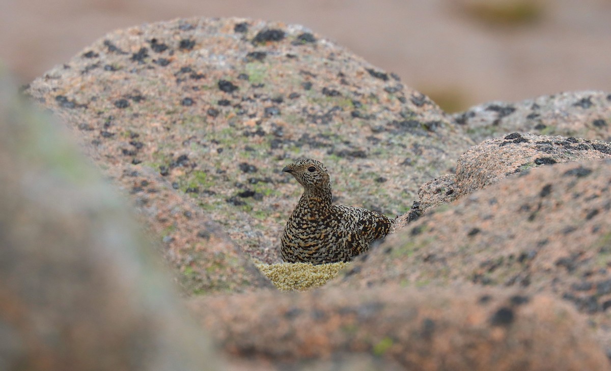 Rock Ptarmigan - ML642181269
