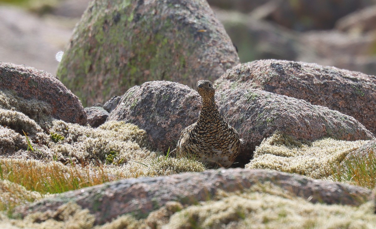 Rock Ptarmigan - ML642181270
