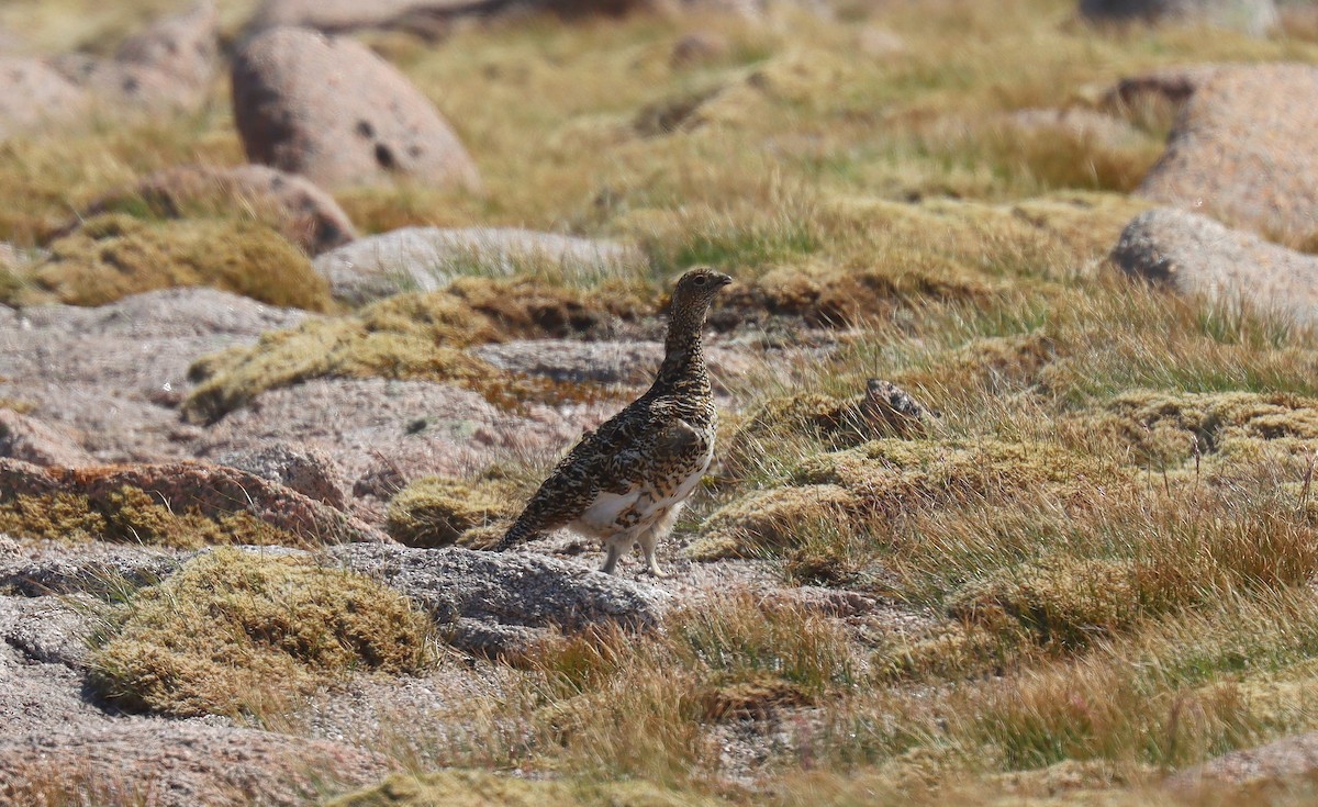 Rock Ptarmigan - ML642181272