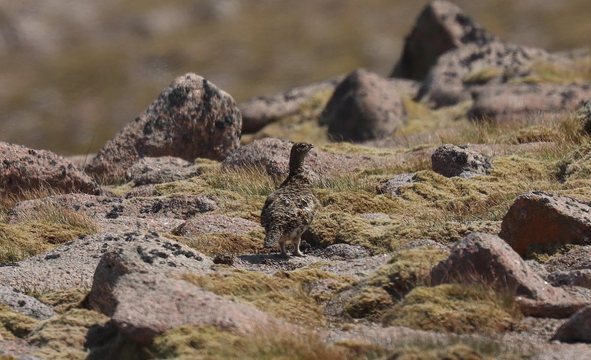 Rock Ptarmigan - ML642181273