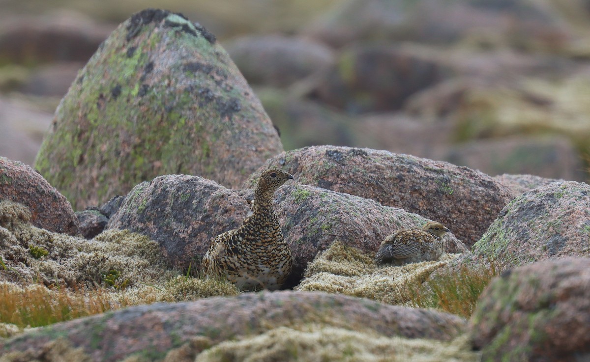 Rock Ptarmigan - ML642181276