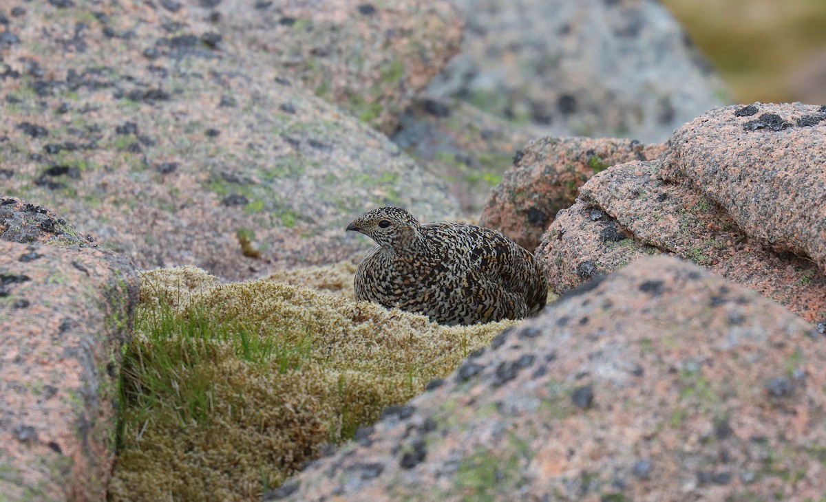 Rock Ptarmigan - ML642181277
