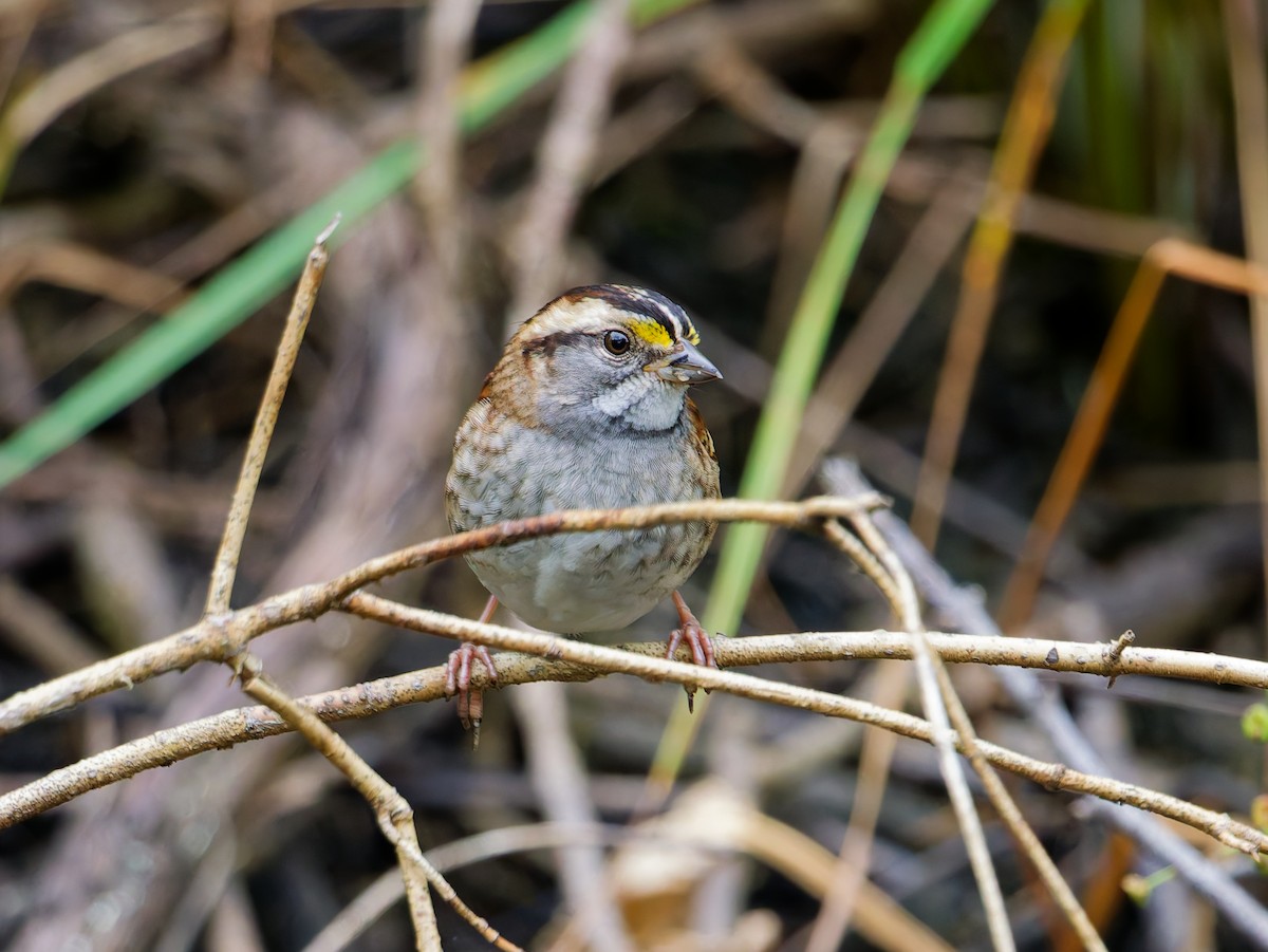 White-throated Sparrow - ML642181280