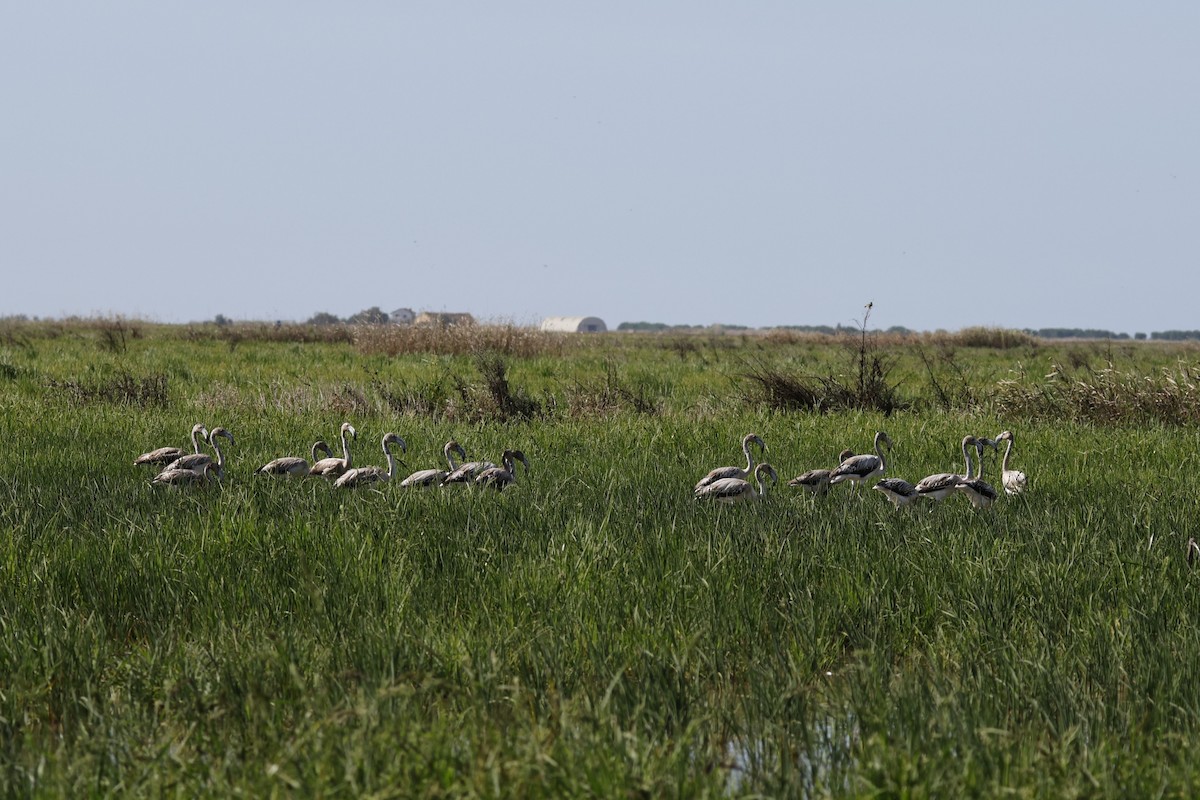 Greater Flamingo - ML642181295