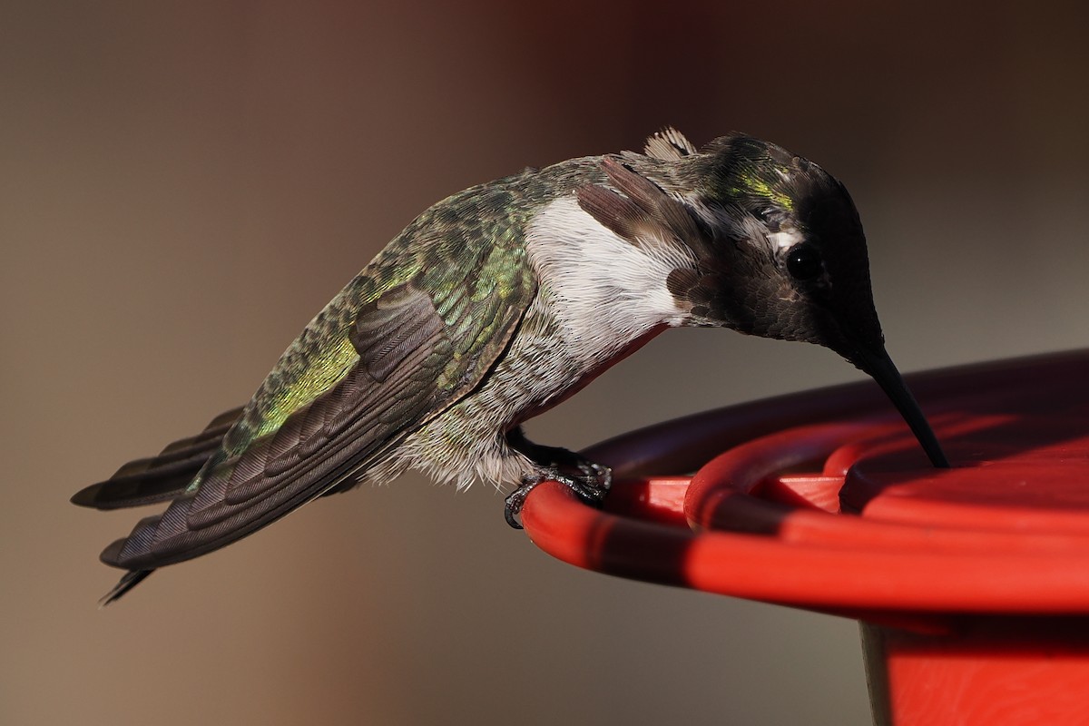hummingbird sp. - ML642181296