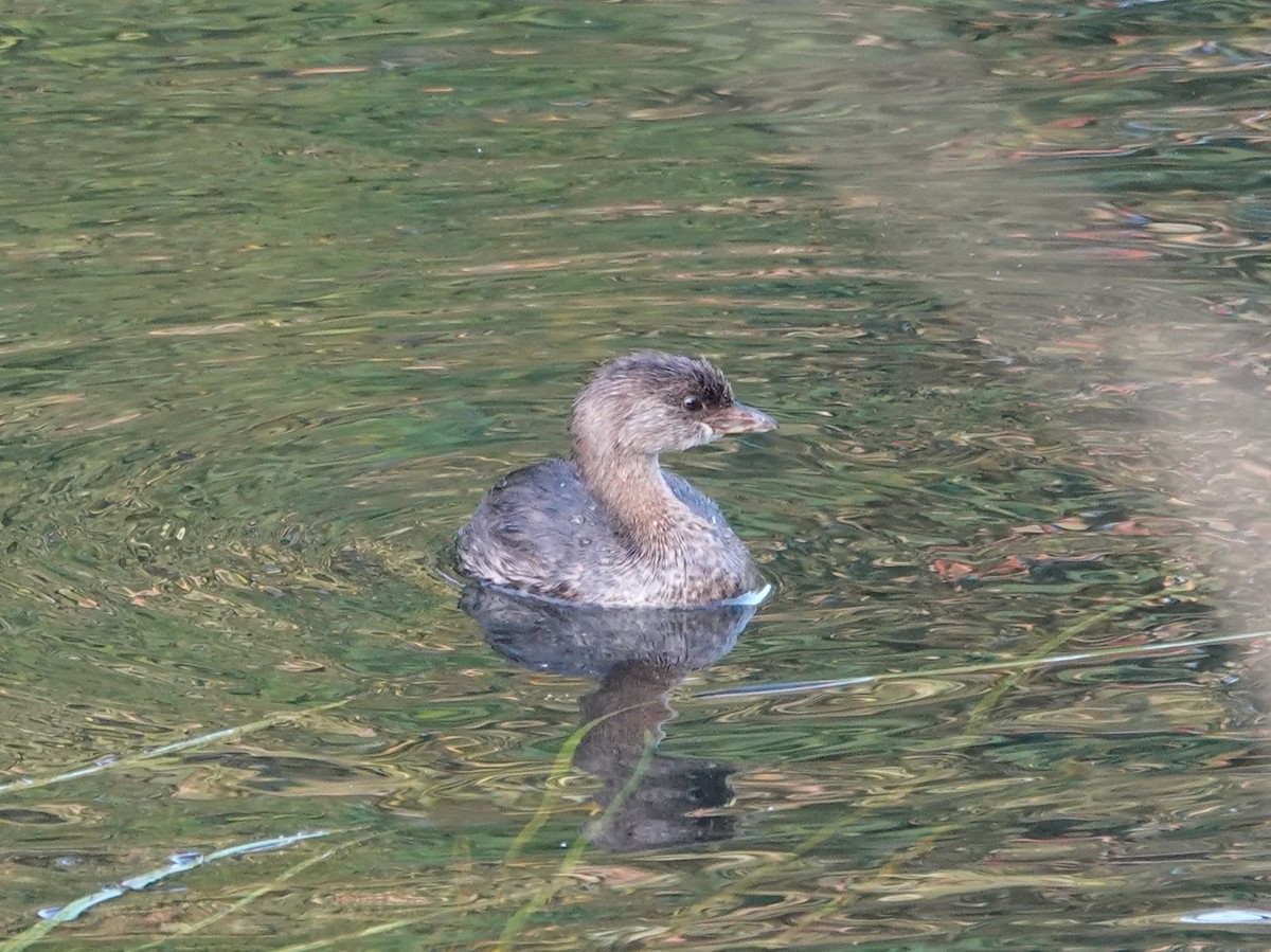 Pied-billed Grebe - ML642181297