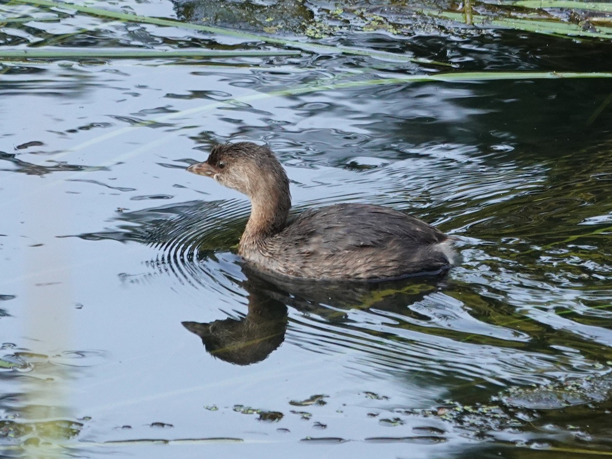 Pied-billed Grebe - ML642181298