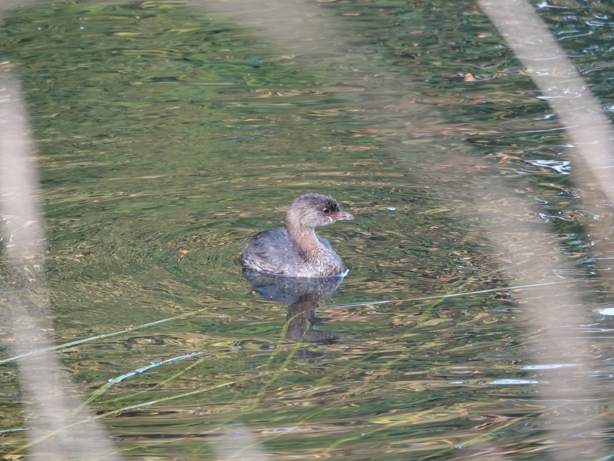 Pied-billed Grebe - ML642181299