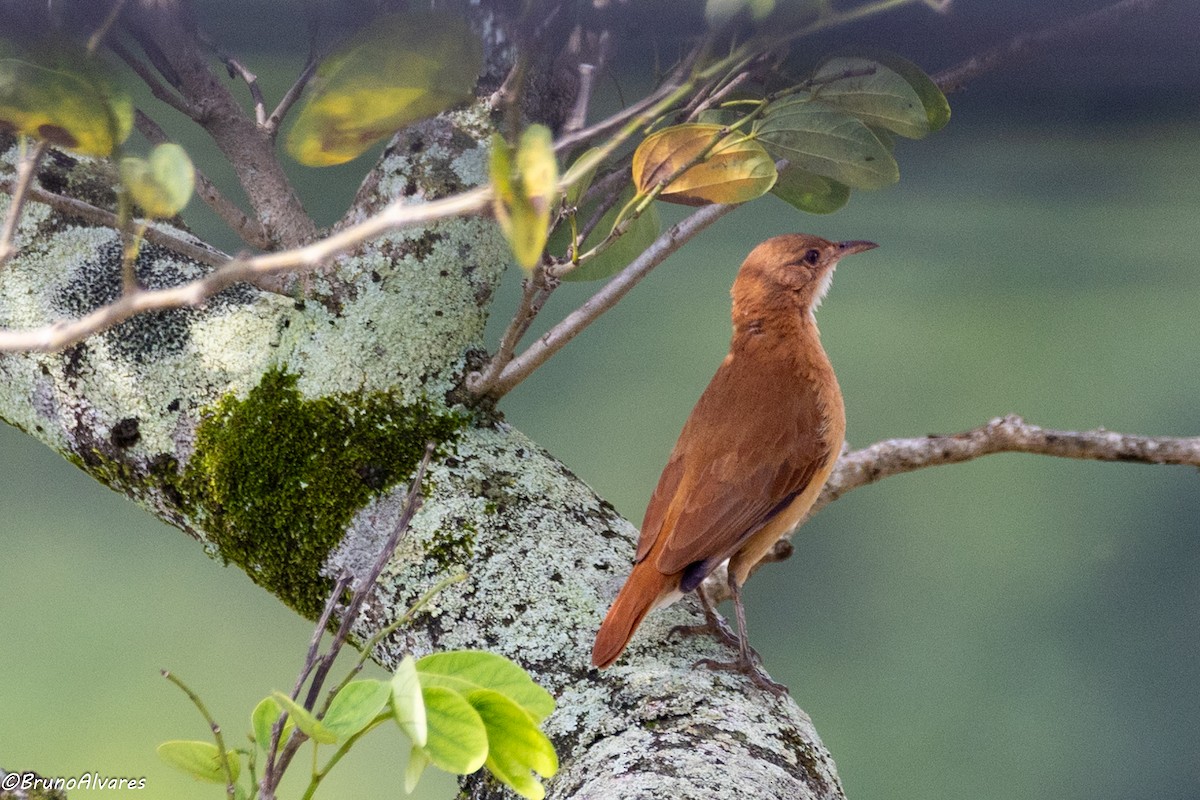 Rufous Hornero - ML642181301