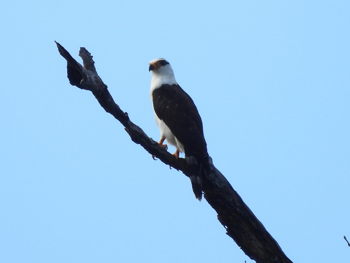 Black-and-white Hawk-Eagle - ML642181309
