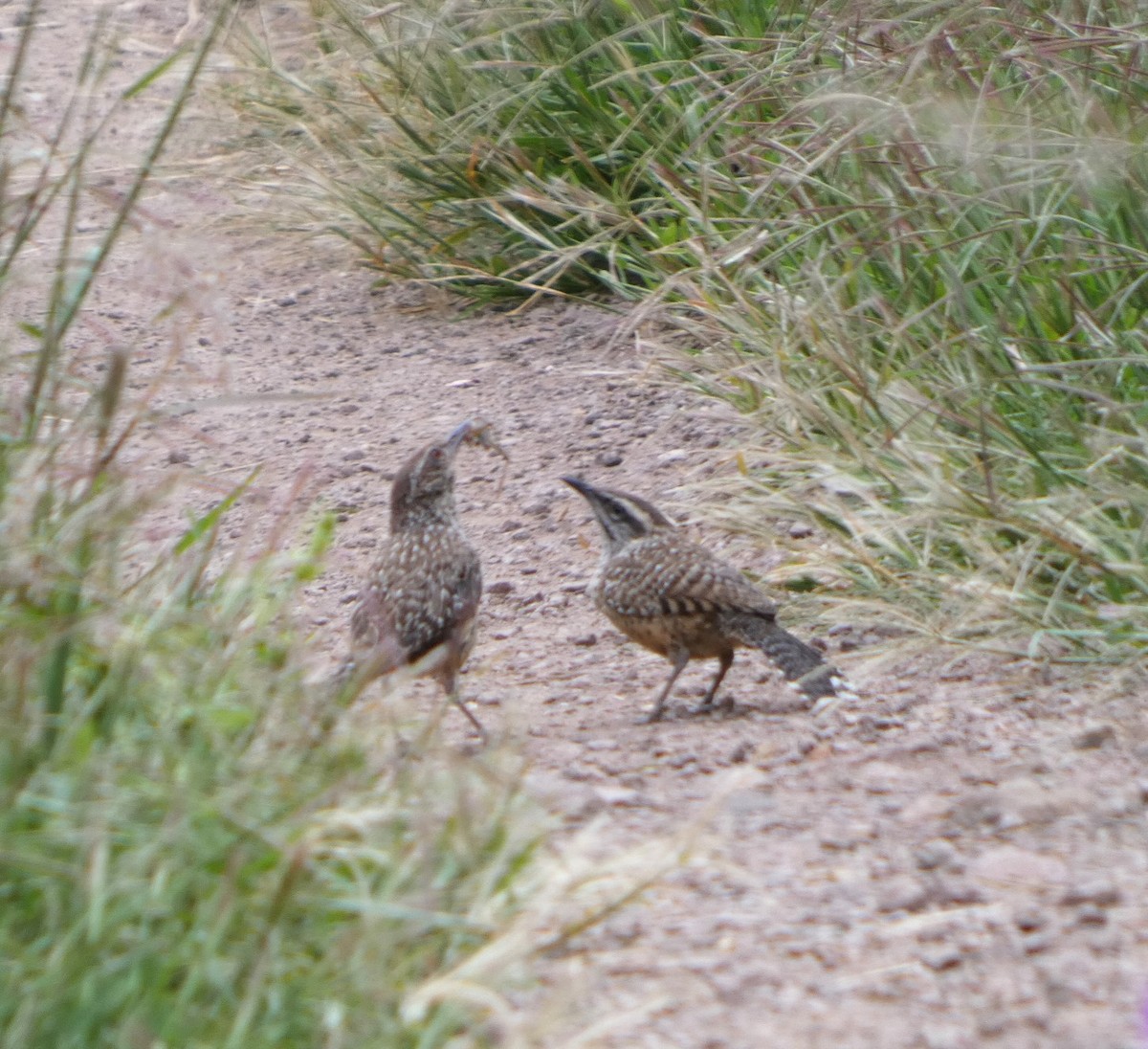 Cactus Wren - ML642181312
