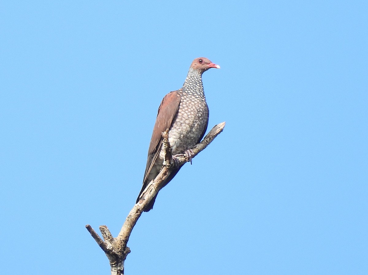 Scaled Pigeon - ML642181315