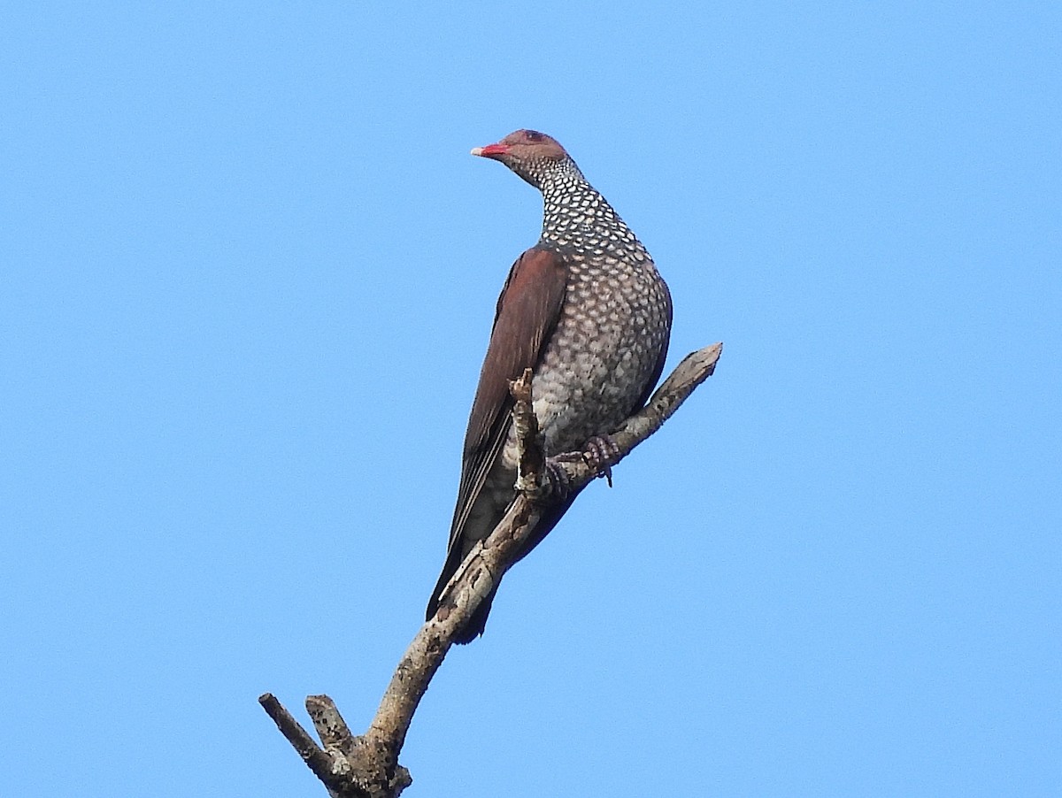 Scaled Pigeon - ML642181316