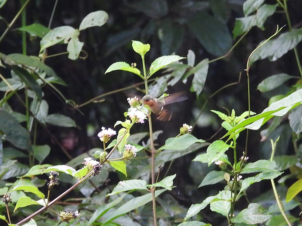 Tufted Coquette - ML642181327