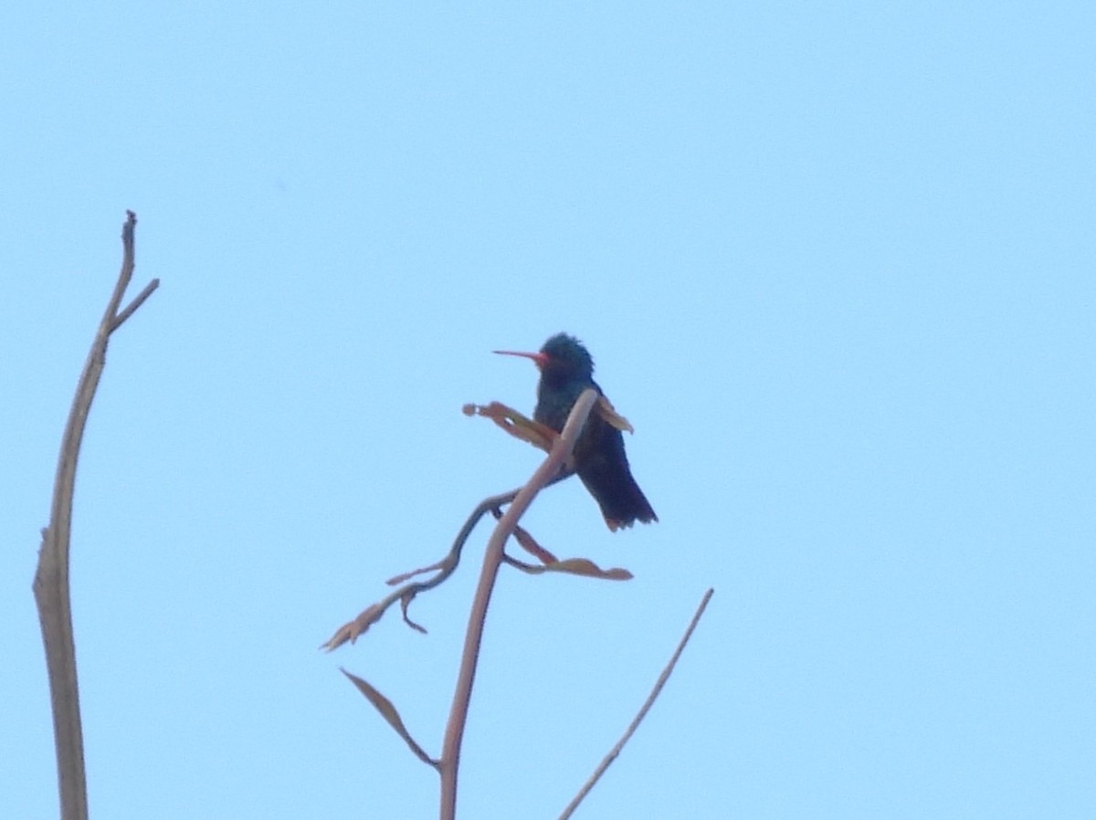 Rufous-throated Sapphire - ML642181337