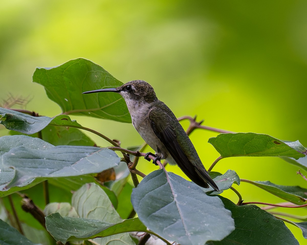 Ruby-throated Hummingbird - ML642181339