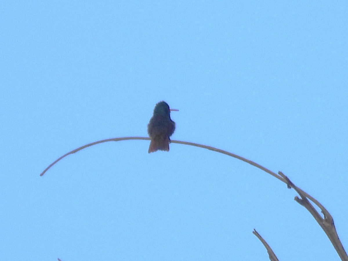 Rufous-throated Sapphire - ML642181349