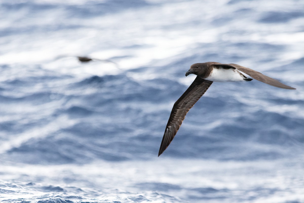 Tahitisturmvogel - ML642181352