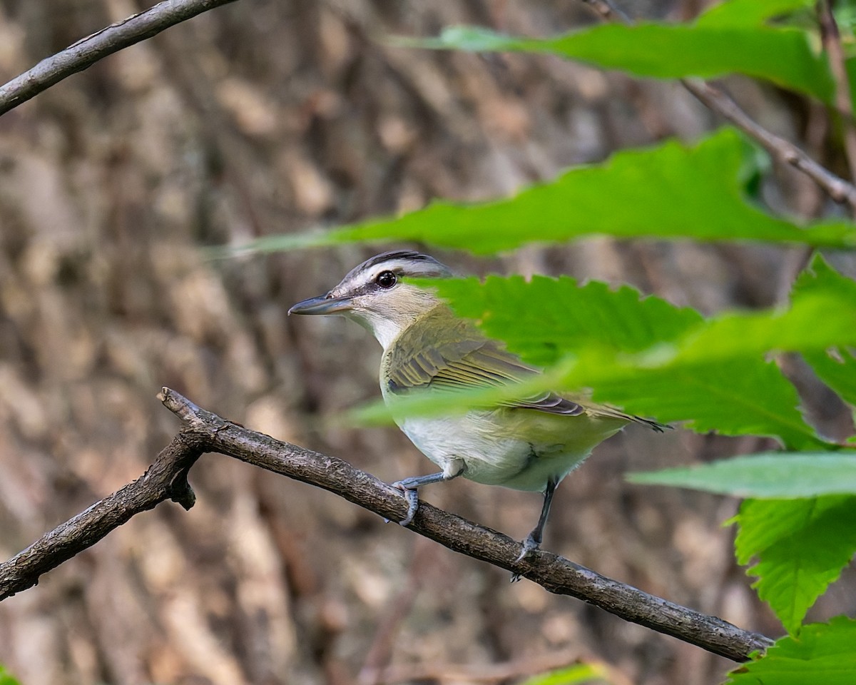 Rotaugenvireo - ML642181353