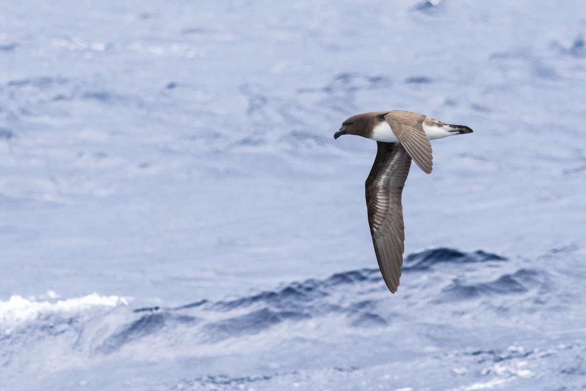Tahitisturmvogel - ML642181354