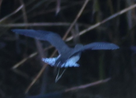 Einsiedelwasserläufer - ML642181366