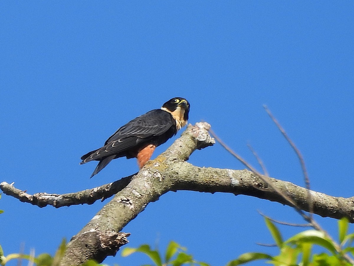 Fledermausfalke - ML642181376