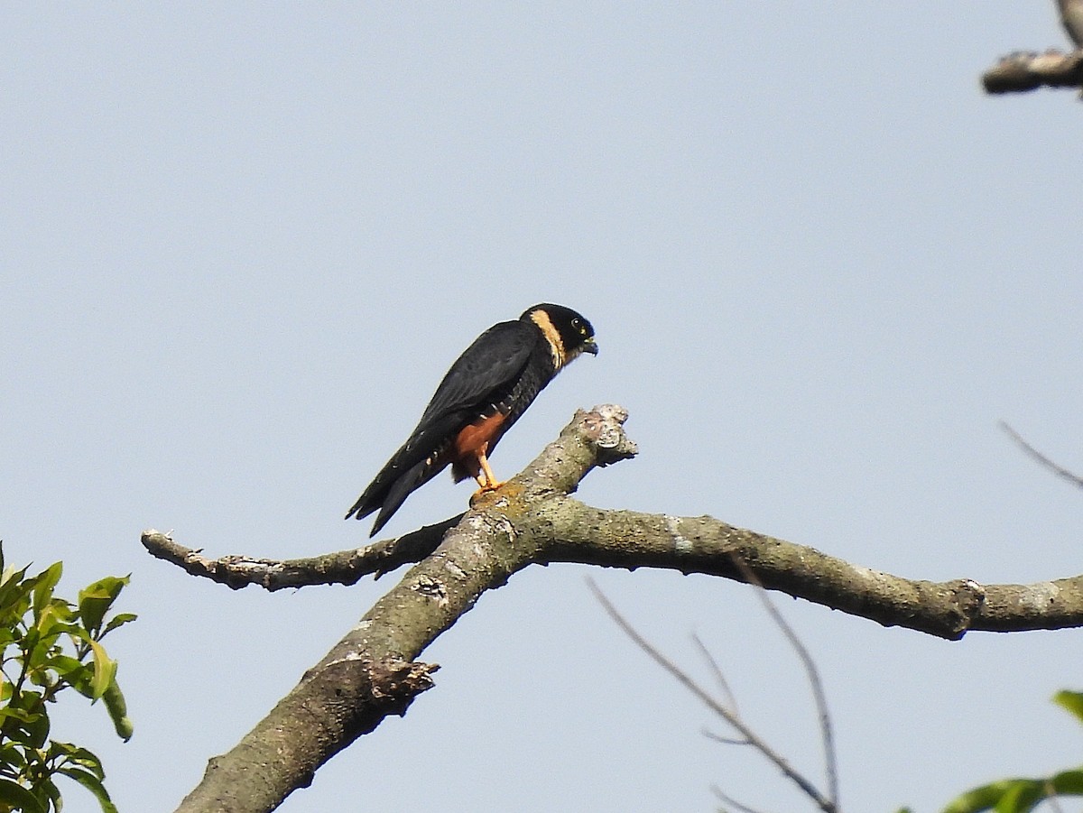 Fledermausfalke - ML642181378