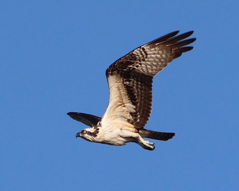 Fischadler (carolinensis) - ML642181384