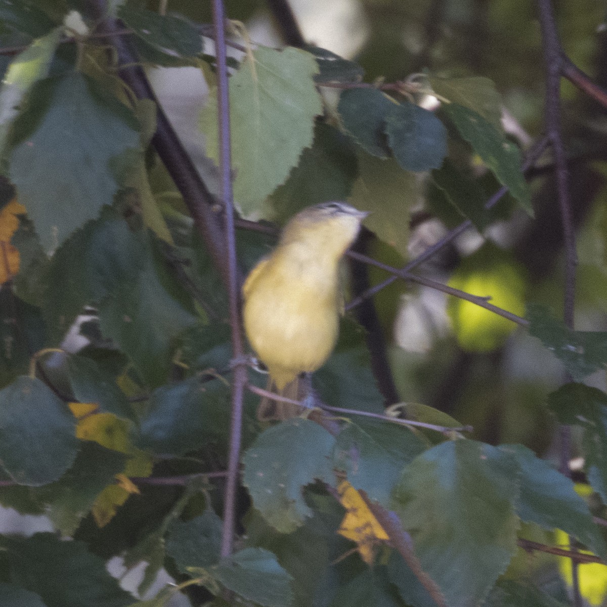 Philadelphiavireo - ML642181385