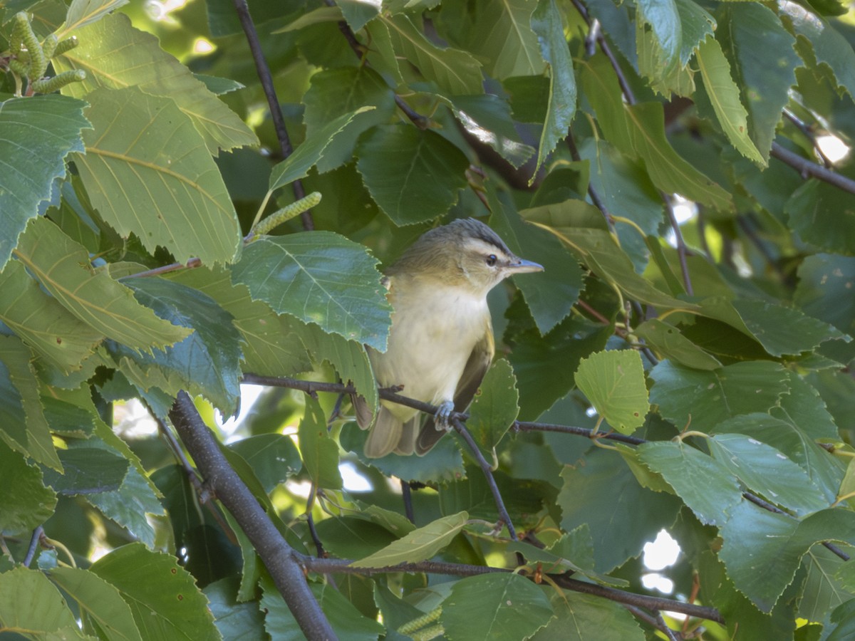 Vireo Ojirrojo - ML642181392