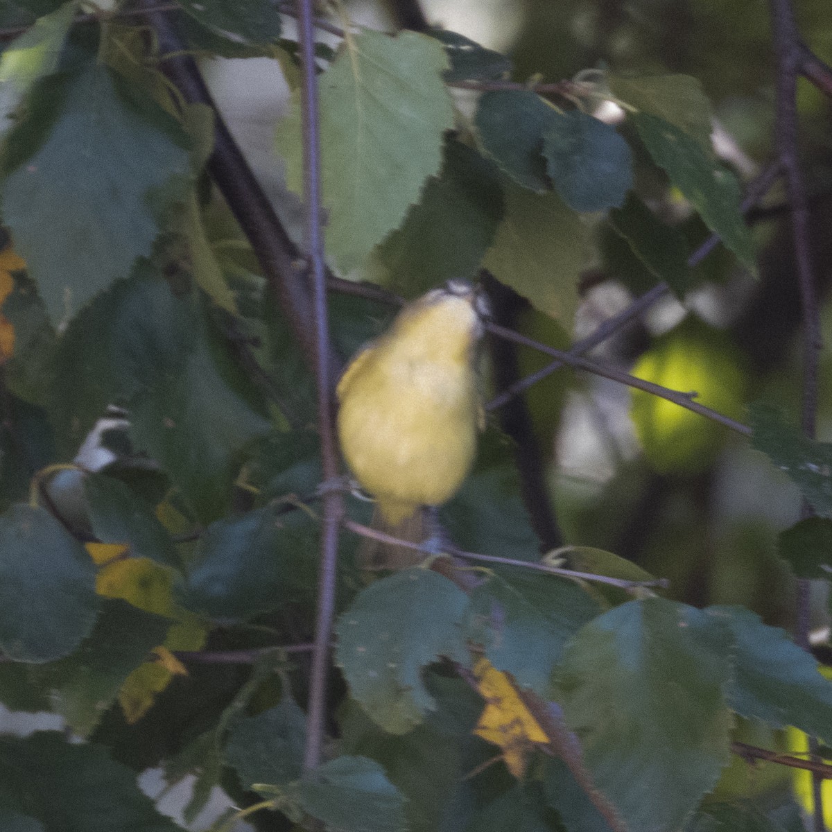 Vireo de Filadelfia - ML642181400