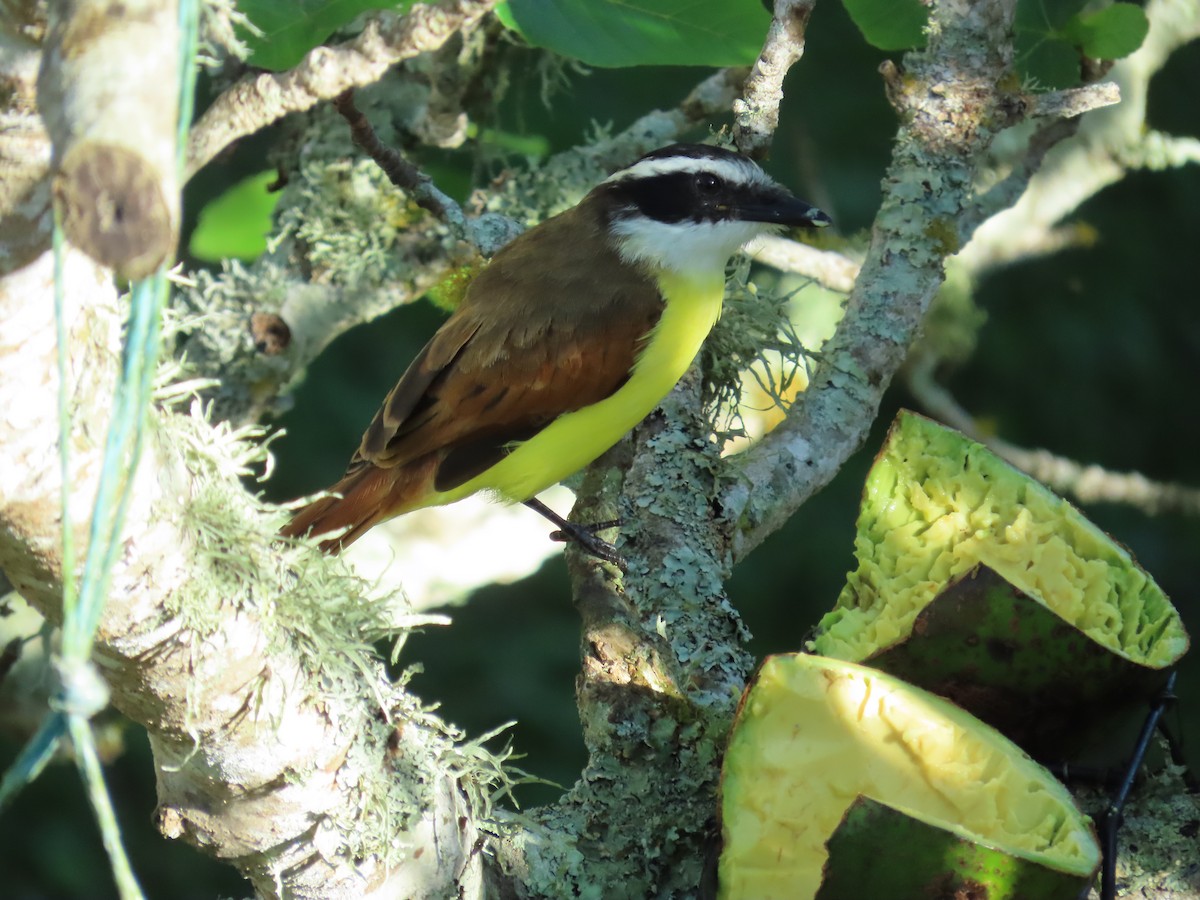 Great Kiskadee - ML642181401