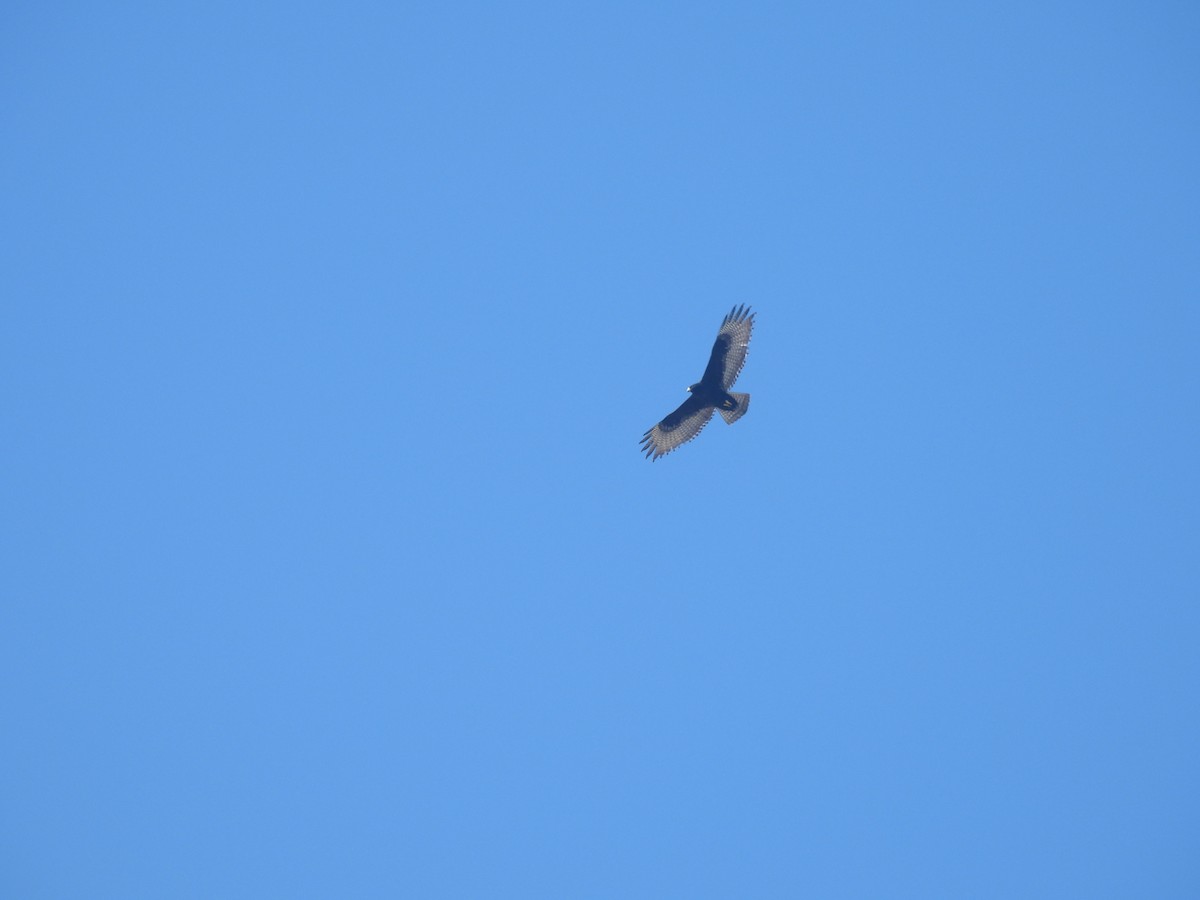 Zone-tailed Hawk - ML642181402
