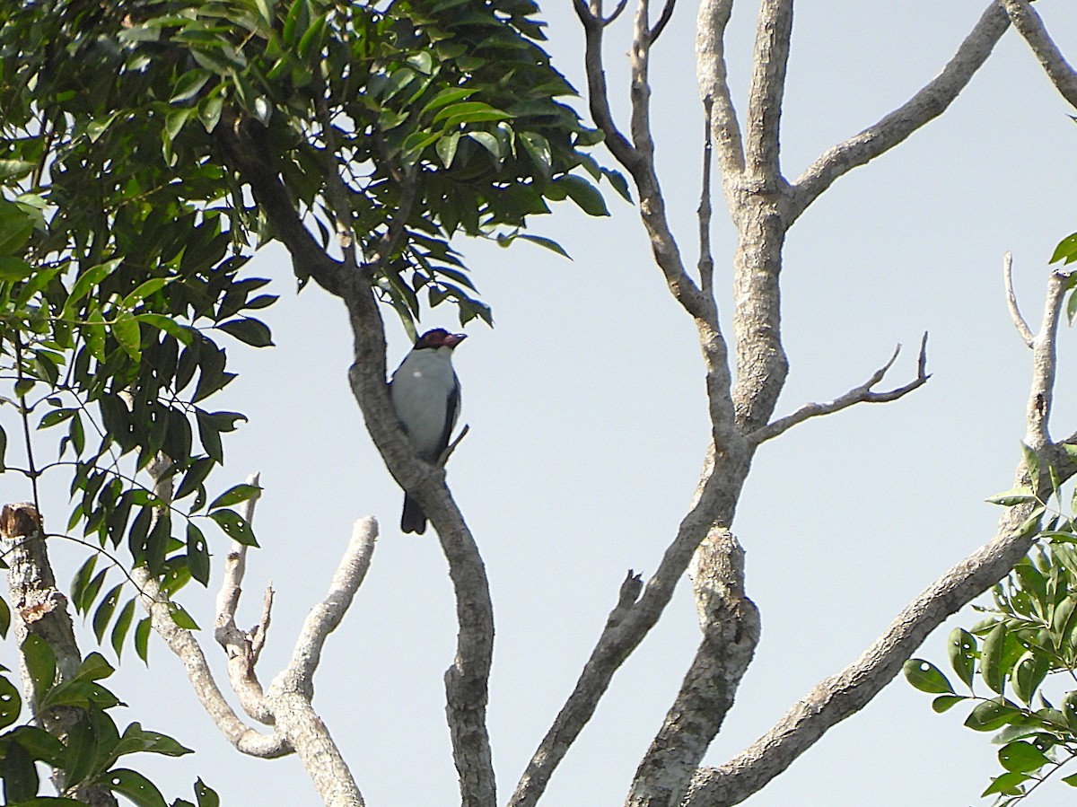 Black-tailed Tityra - ML642181416