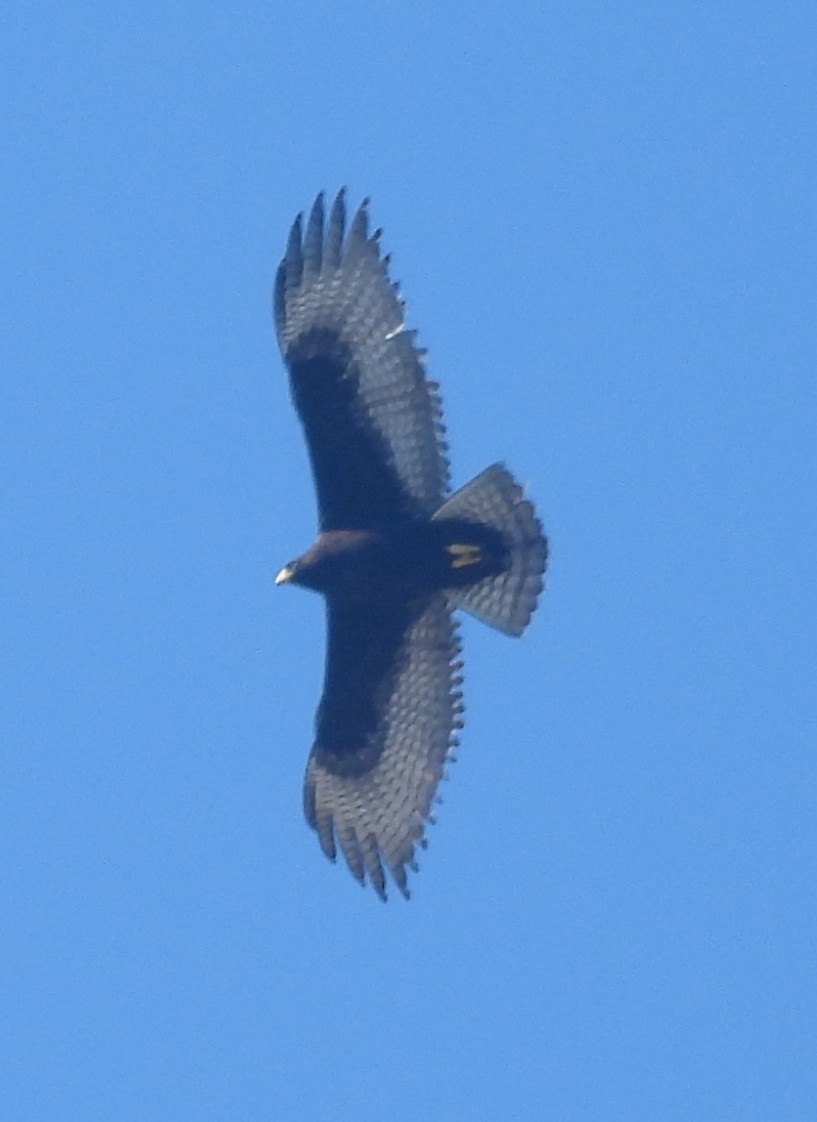 Zone-tailed Hawk - ML642181418
