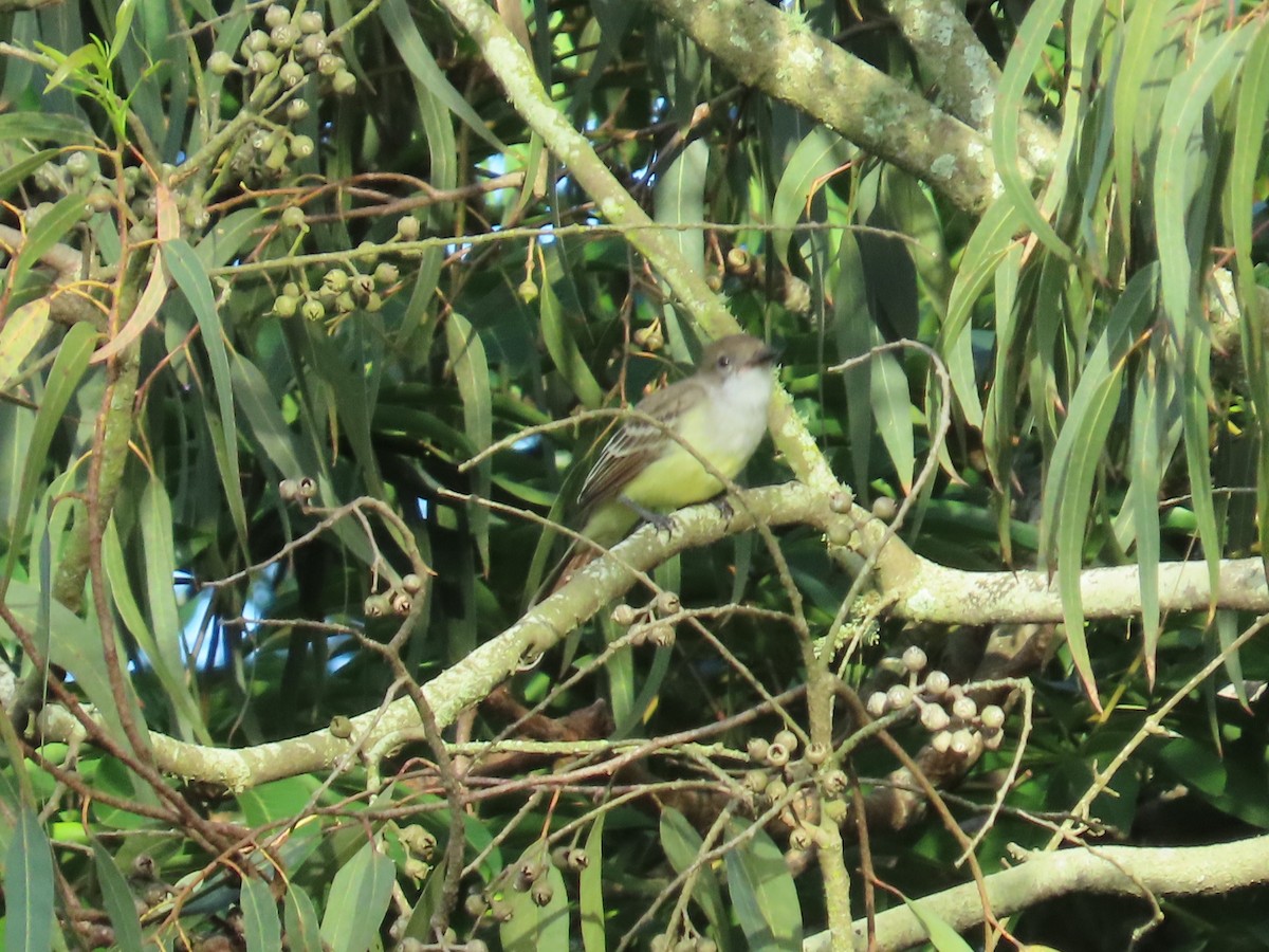 Brown-crested Flycatcher - ML642181449