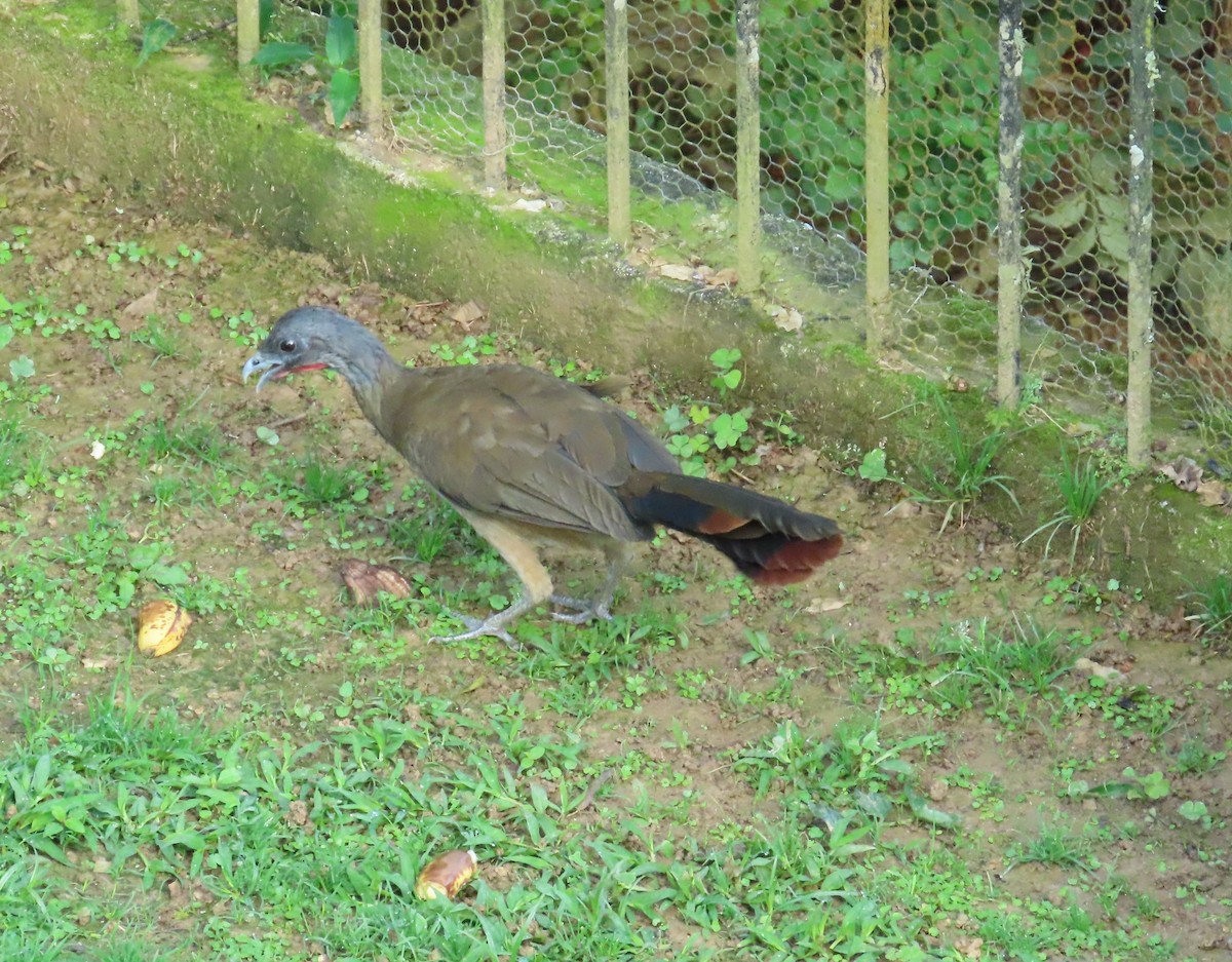 Rufous-vented Chachalaca - ML642181456