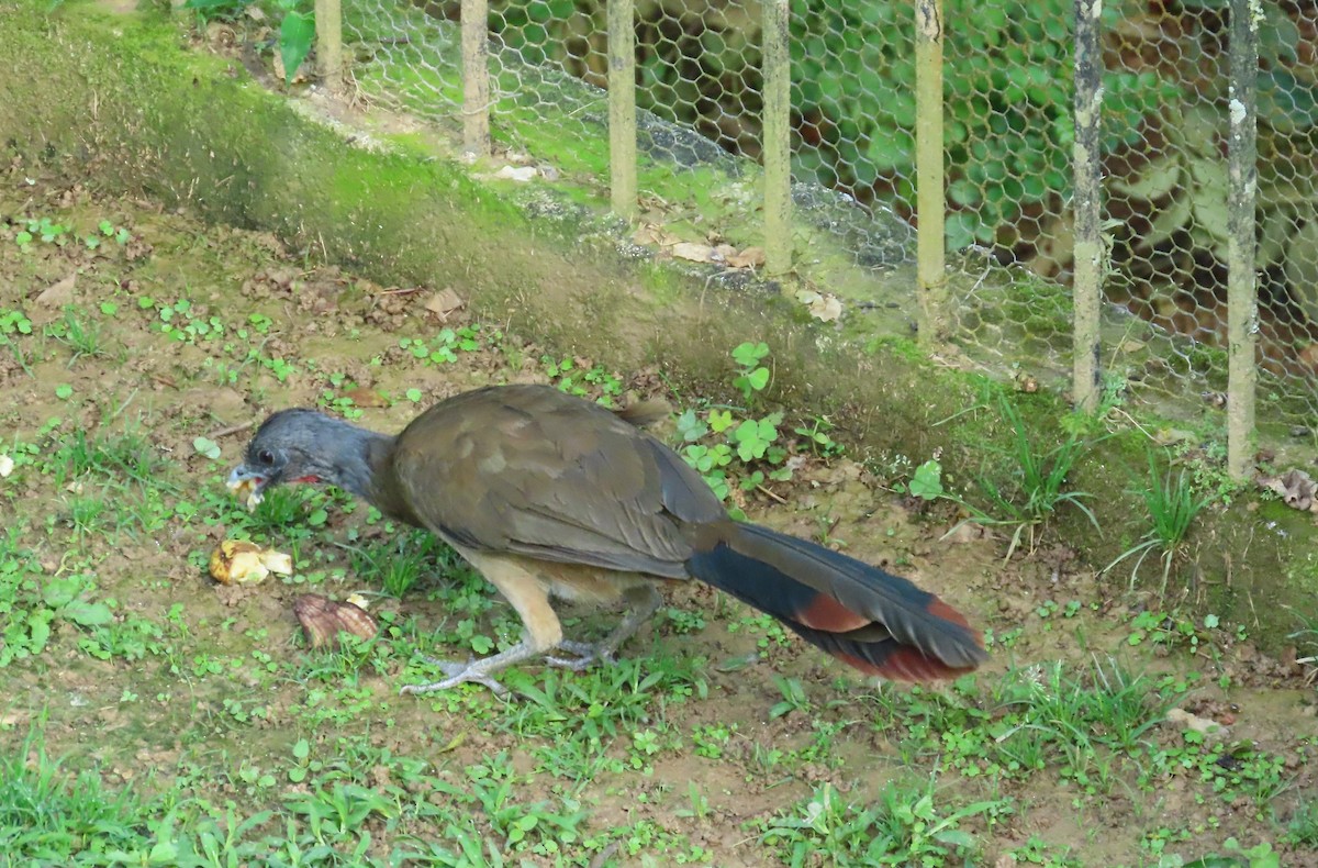 Rufous-vented Chachalaca - ML642181457