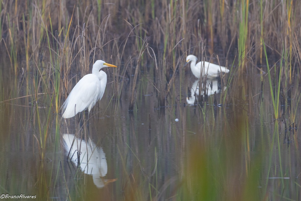Snowy Egret - ML642181467