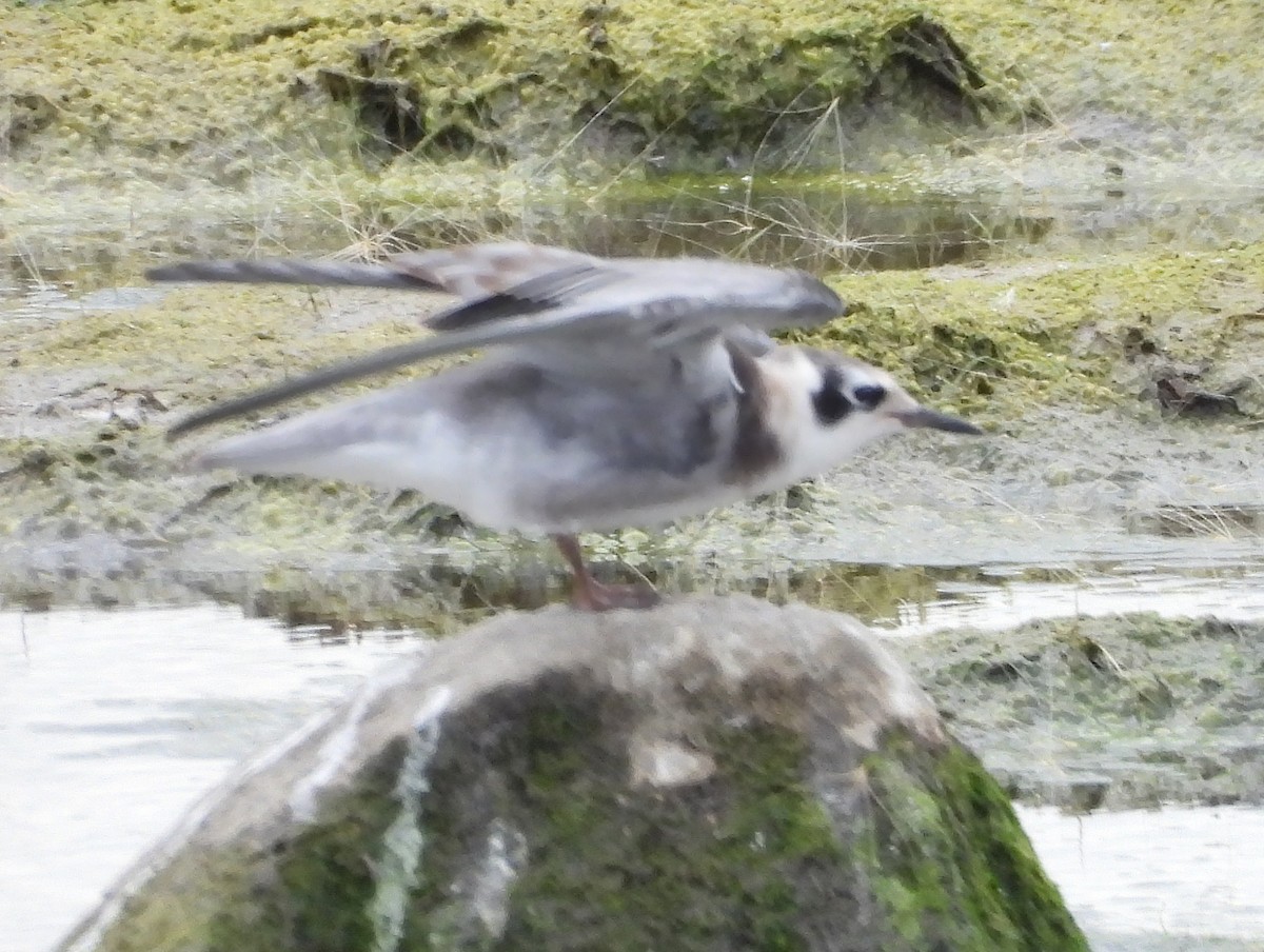 rybák černý - ML642181497