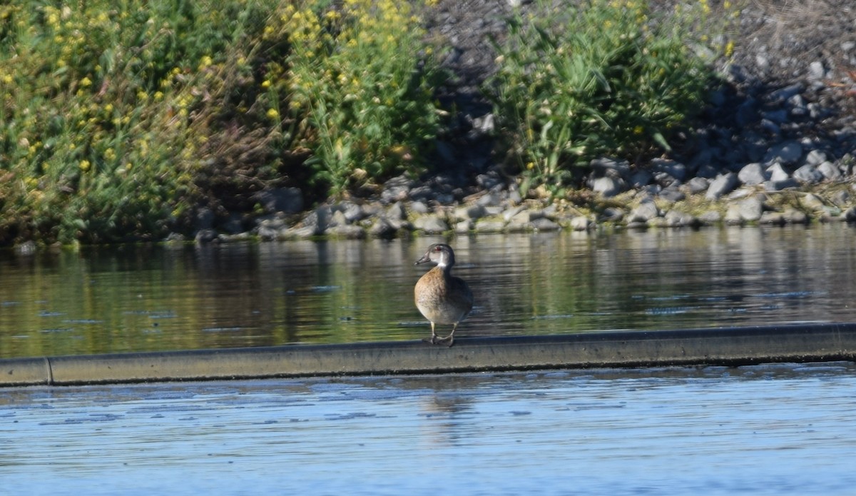 Wood Duck - ML642181520