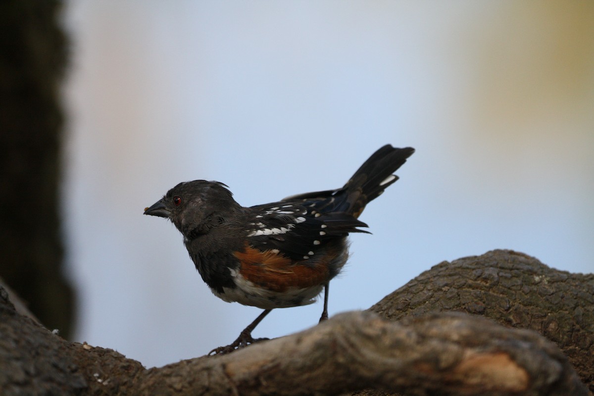Spotted Towhee - ML642181527