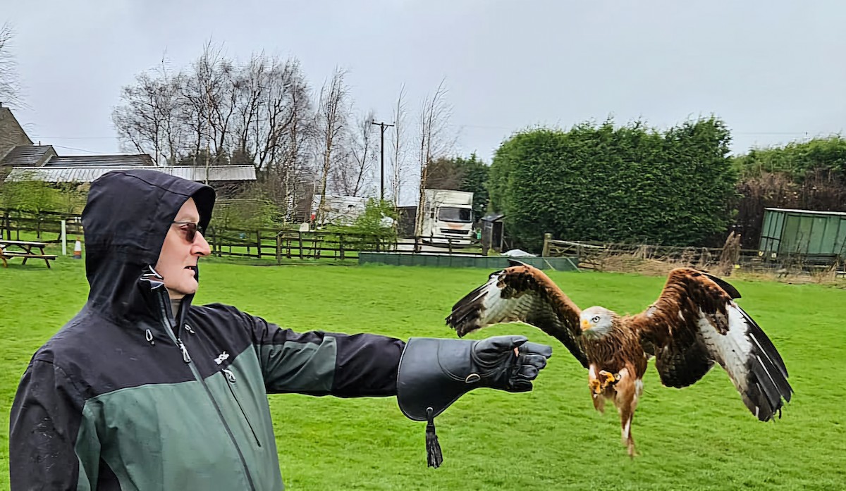 Red Kite - ML642181528
