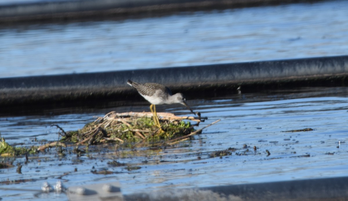 Greater Yellowlegs - ML642181529