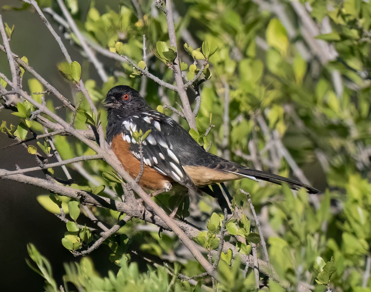 Spotted Towhee - ML642181538