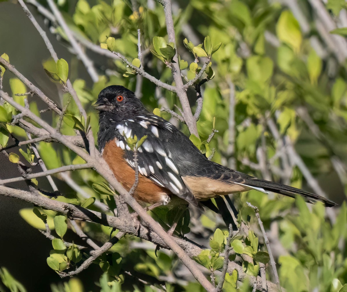 Spotted Towhee - ML642181539