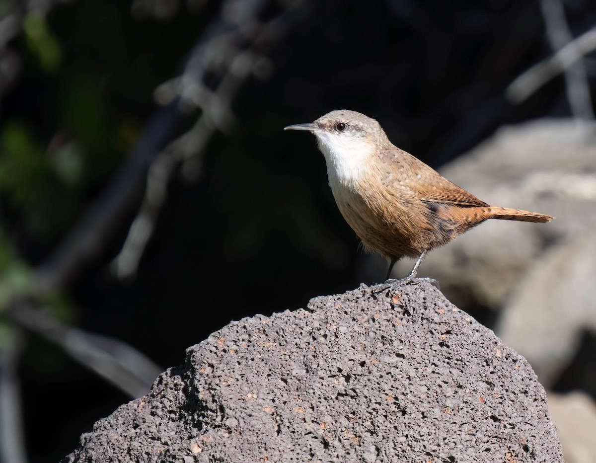 Canyon Wren - ML642181542