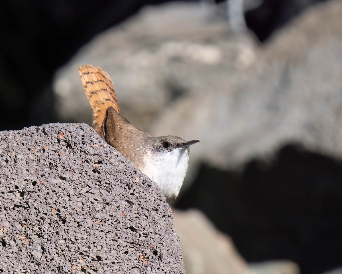 Canyon Wren - ML642181545