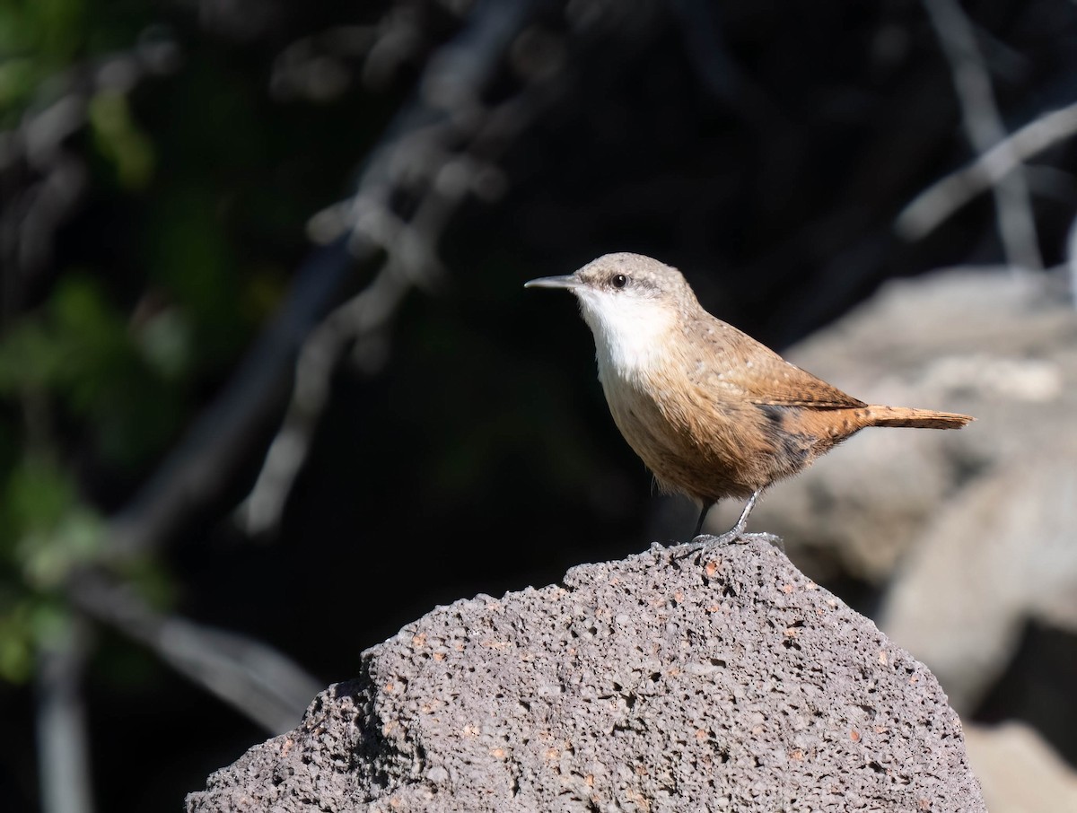 Canyon Wren - ML642181549